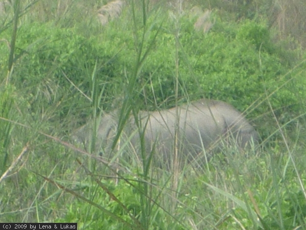 4240 ein Nashorn hintern... wir waren alle sehr azfgeregt